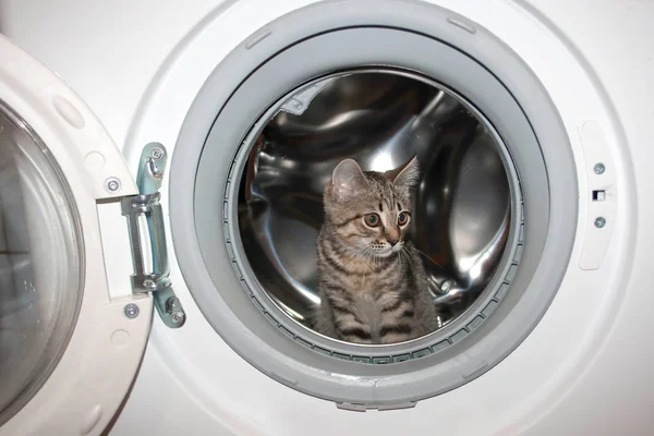 Çamaşır makinesi de küçük kedi. Kediler güvenliğe tehdit.