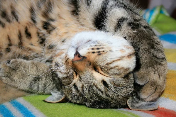 El gato a rayas duerme con la pata en la cabeza . — Foto de Stock