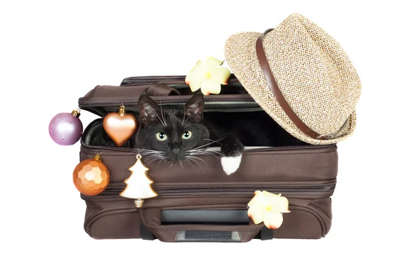 Güzel siyah kedi çantada. Seyahat için istekli.