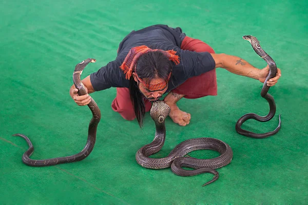 27 Temmuz 2012. Bir yılan gösterisi. Yılan çiftliği. Tayland. Pattaya.
