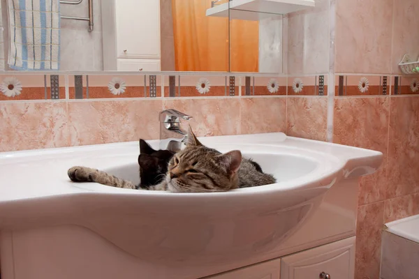 Banyodaki lavaboda iki sevimli kedi.