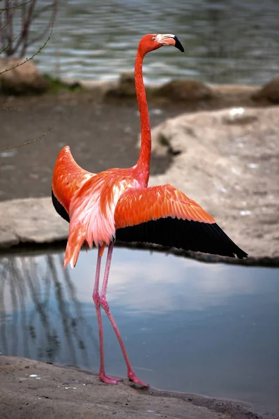 Flamingolar hayvanat bahçesinde dans