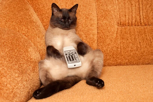 Kedi önünde ilginç programlar izlerken TV'yi, uzaktan kumanda ile.