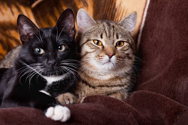 Yakın oturan iki kedi.