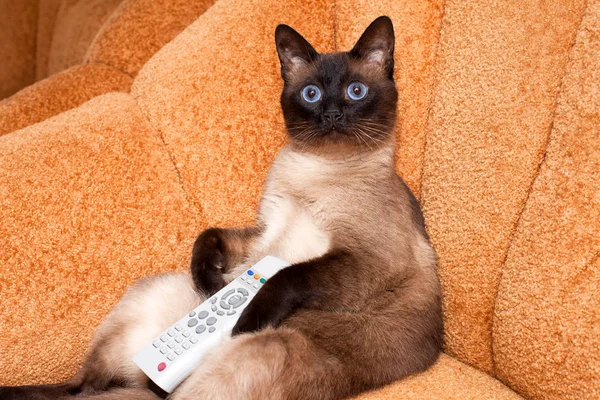 Kedi önünde ilginç bir programı izlerken Tv, uzaktan kumanda ile.