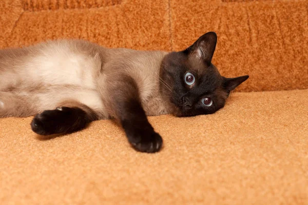 Lekfull Siamese katt liggande på soffan. — Stockfoto