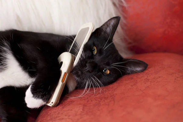 Cep telefonu ile siyah ve beyaz kedi