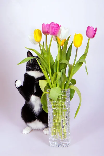 Kokteyl için Canaps