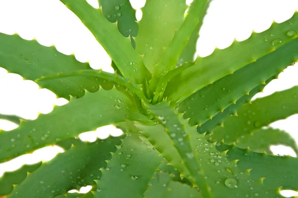 Beyaz arka plan üzerinde tıbbi aloe Vera bitki