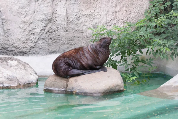 Bir mühür Moskova hayvanat bahçesi