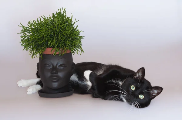Siyah kedi ve çiçek pot kafası