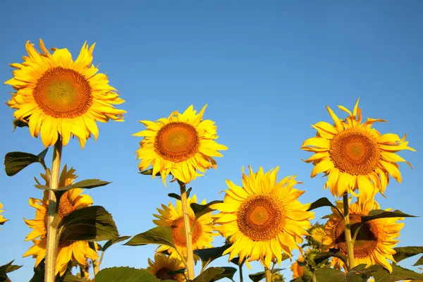 Mavi gökyüzü arka plan üzerinde dört ayçiçeği