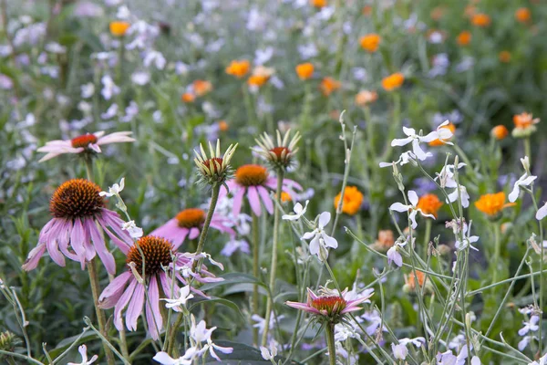 Arka plan çiçekler