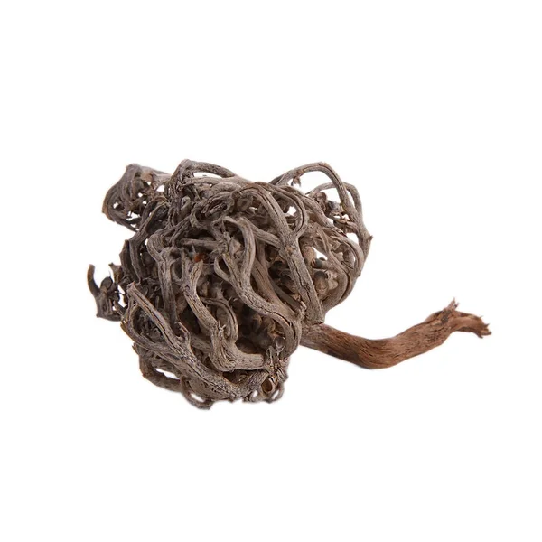 Jericho gül beyaz bir arka plan üzerinde