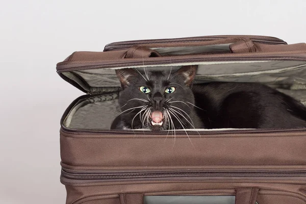 Bir bavulun içinde oturan kötü siyah kedi.
