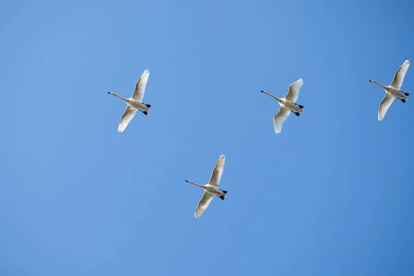 Птицы в голубом небе. Полет гусей в более теплый климат . — стоковое фото