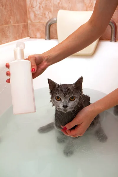 Senin evde beslenen hayvan cats için şampuan ile banyo