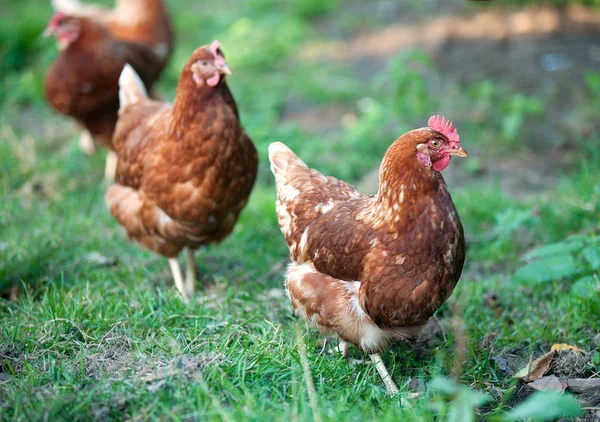 Tavuk bahçede bir yürüyüş