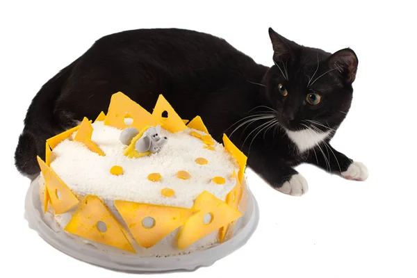 Siyah ve beyaz kedi korkuyla pasta Dekorasyonu fare için arıyorsunuz