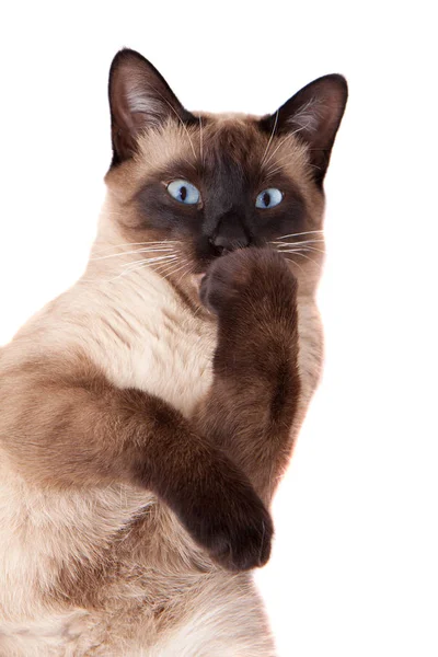 Siyam kedi yalama pençe