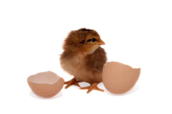 Bir yumurtadan küçük civciv yumurtadan.