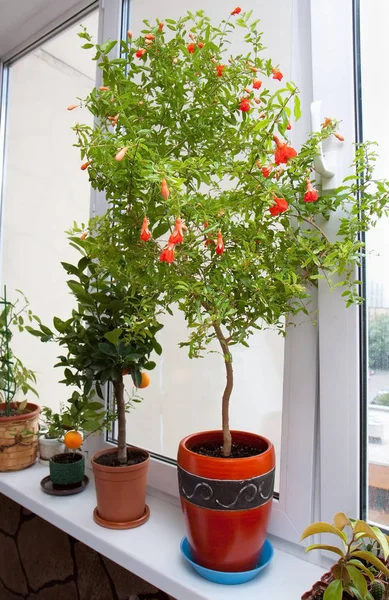 Pencere pervazı bitki bombası