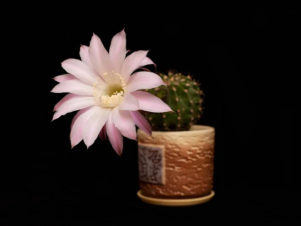 Cactus en fleurs. Échinopsis — Photo