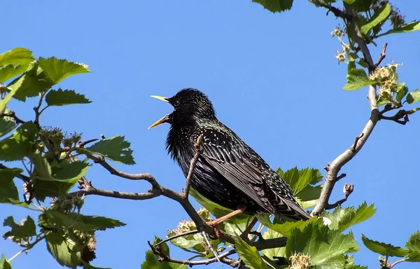 The bird sings a spring song