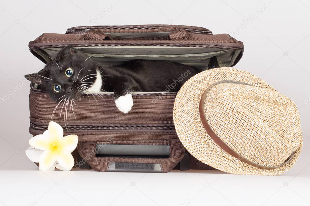 Beautiful black cat in the suitcase. Willing to travel.
