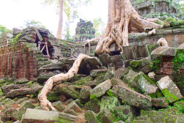 Angkor Wat tapınağında Ceiba ağacı (Pamuk ağacı).
