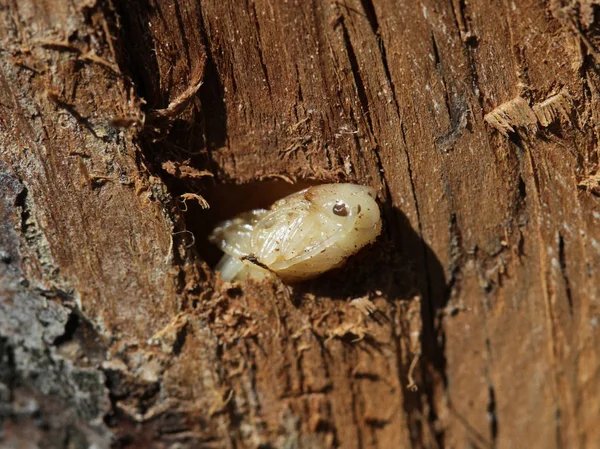 Elma ağacının gövdesinde kabuk böceği larvası