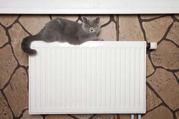 Gri kedi, İngilizler radyatörde güneşleniyor.