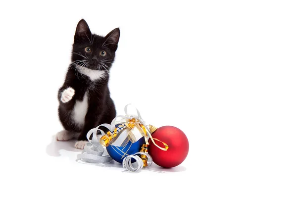 Küçük siyah beyaz kedi Mutlu Noeller diler