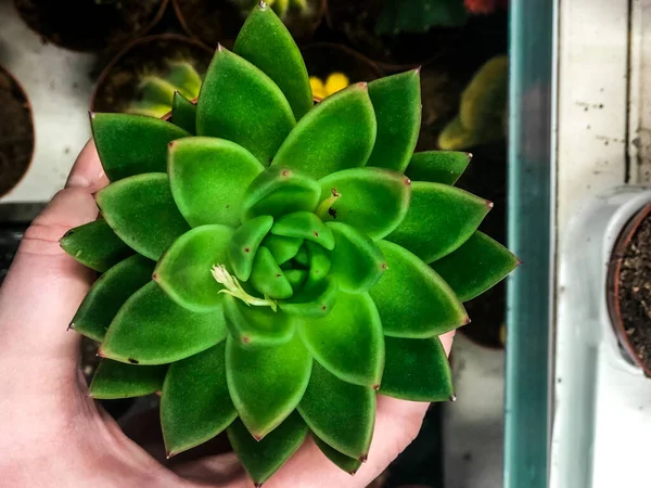 Small fresh green succulent in a little wooden pot top view. Small plants.Succulents close-up in a home pot.