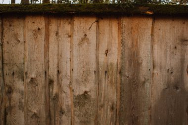 Ahşap çitte yeşil yosun. Doğa geçmişi. Eski ahşap çitlerin içinde büyüyen yumuşak yosunlar ve tuhaf ama güzel kertenkeleler..