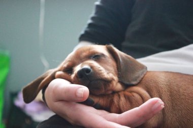 Sevimli dachshund köpeği insan dizlerinin üstünde uyuyor.