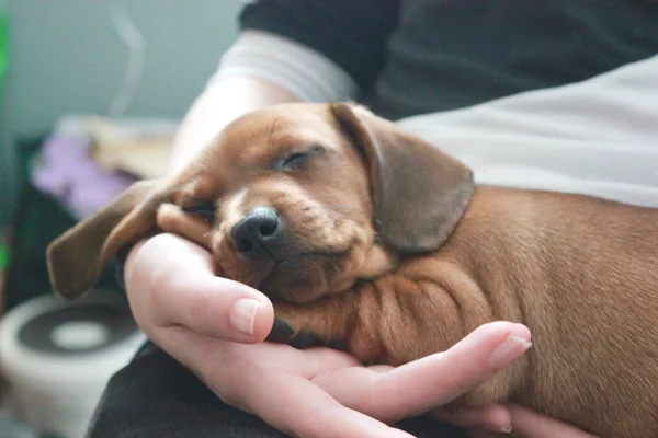 Bonito cachorro dachshund dormindo em joelhos humanos — Fotografia de Stock