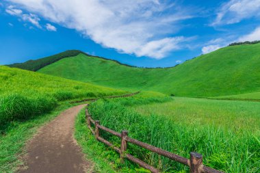 Pembe kiraz çiçeği.