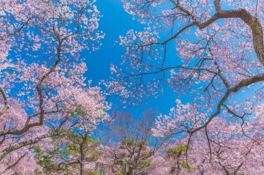 Pembe kiraz çiçeği.