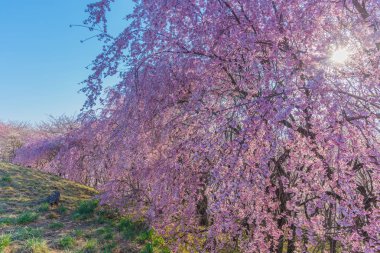 Kiraz tomurcuğunun öğretisi duvar