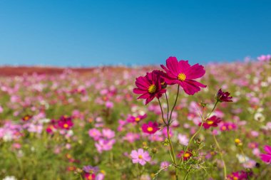 Cosmos flower in Hitachi Park clipart