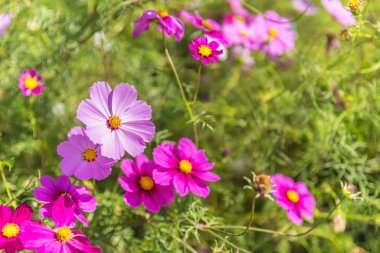 Cosmos çiçek Hitachi Park