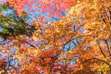 Japon akçaağaç yaprakları,