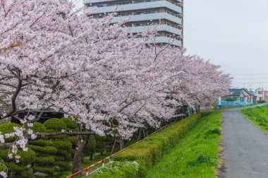 pembe kiraz çiçekleri