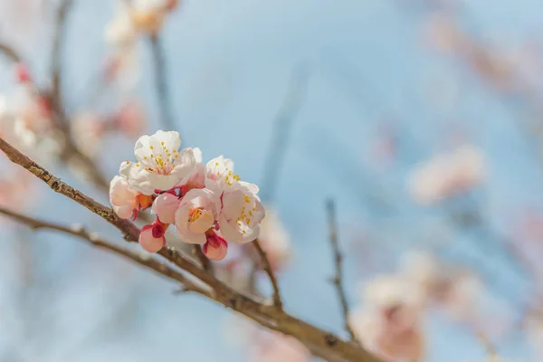 Pink Cherry blossom — Stock Photo, Image