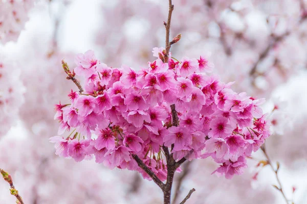 Pink Cherry Blossoms — Stock Photo, Image