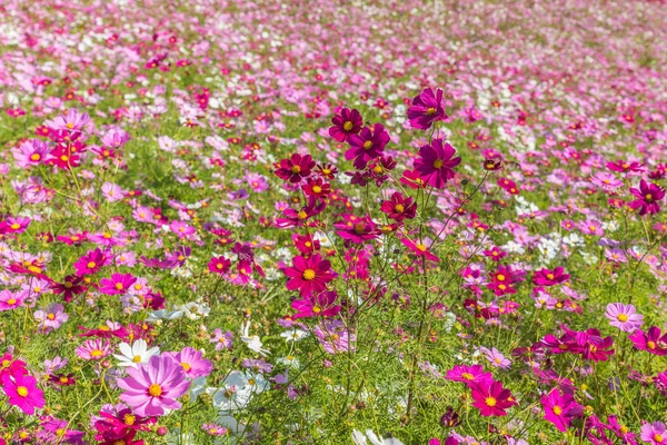 Kosmos blomst i Hitachi Park – stockfoto