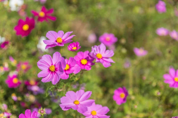 Kosmos blomst i Hitachi Park – stockfoto