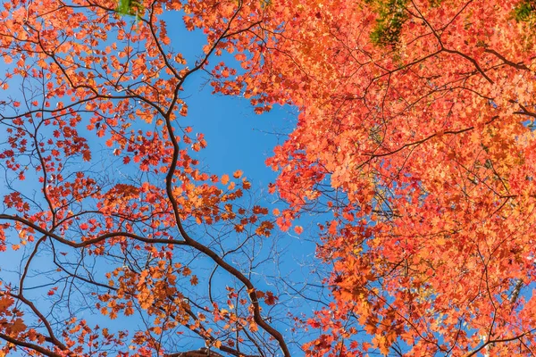 Японские листья клена , — стоковое фото