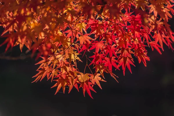 Японские листья клена , — стоковое фото